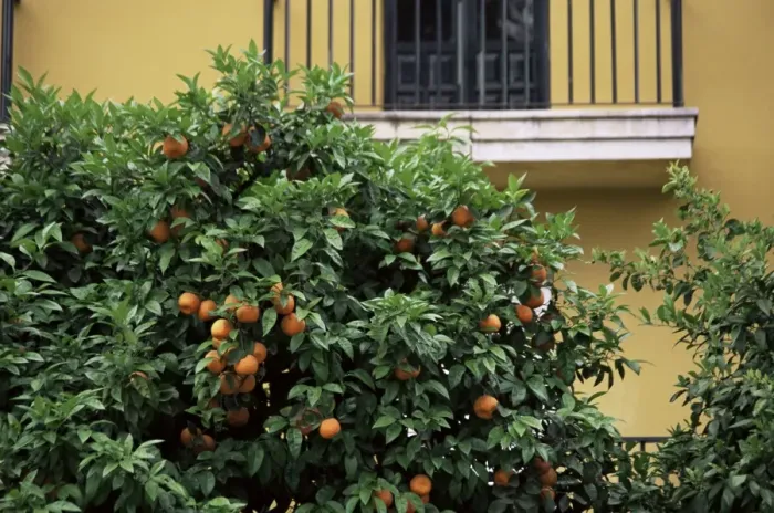 Framed Print : Orange tree outside house Framed Print : Orange tree outside house