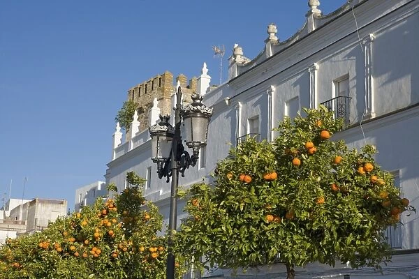 Orange trees, Vejer de la Frontera, Andalucia, Spain, Europe