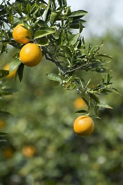 Detail of oranges, Cyprus, Europe