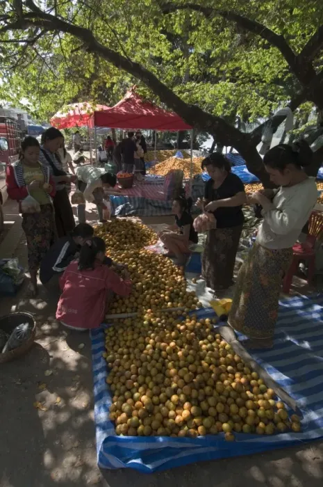 Framed Print : Oranges in market, Luang Prabang, Laos, Indochina, Southeast Asia, Asia Framed Print : Oranges in market, Luang Prabang, Laos, Indochina, Southeast Asia, Asia