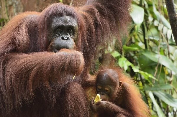 Orangutan (Pongo borneo), Semenggoh Wildlife Reserve, Sarawak, Borneo, Malaysia