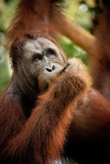 Framed Print : Orangutan at Semenggoh Wildlife Rehabilitation Center, Sarawak, Borneo, Malaysia, Southeast Asia, Asia Framed Print : Orangutan at Semenggoh Wildlife Rehabilitation Center, Sarawak, Borneo, Malaysia, Southeast Asia, Asia