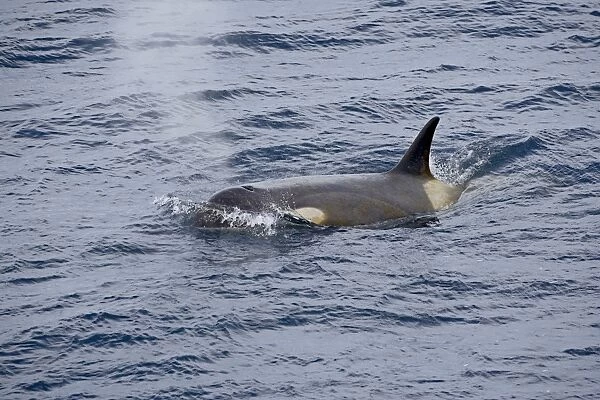 Orca or killer whale (Orcinus orca) surfacing, Antarctic Peninsula, Antarctica