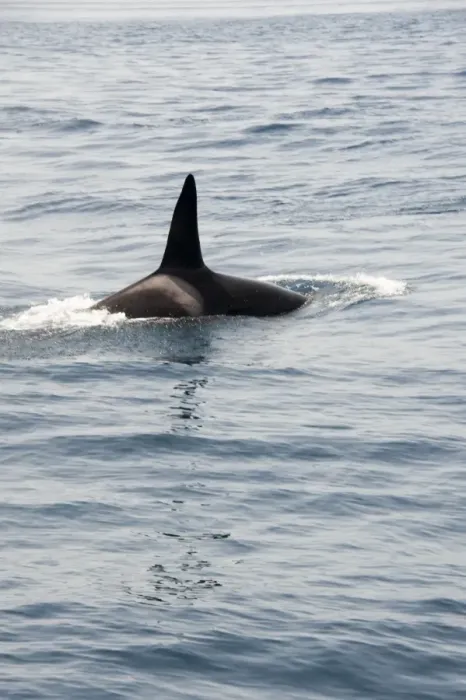 Framed Print : Orca (killer whale) in the Straits of Gibraltar, Europe Framed Print : Orca (killer whale) in the Straits of Gibraltar, Europe