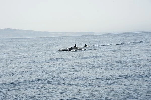 Orcas in the Straits of Gibraltar, Europe
