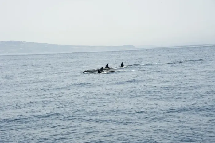 Framed Print : Orcas in the Straits of Gibraltar, Europe Framed Print : Orcas in the Straits of Gibraltar, Europe