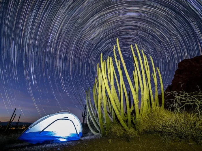 Framed Print : Organ pipe cactus at night with Geminid Meteor Shower, Organ Pipe Cactus National