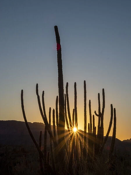 Organ pipe cactus (Stenocereus thurberi) at sunset, Organ Pipe Cactus National Monument