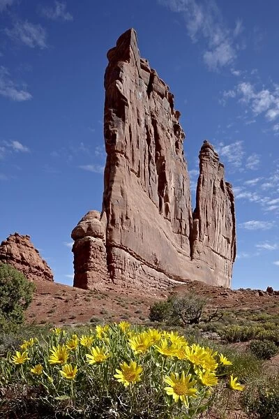The Organ with rough mulesears (Wyethia scabra), Arches National Park, Utah