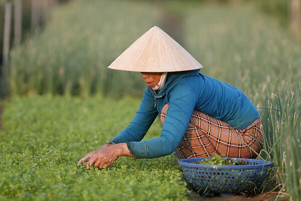 Organic vegetable gardens in Tra Que Village, farmer at work, Hoi An, Vietnam, Indochina