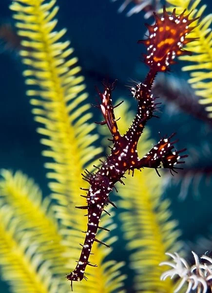 Ornate ghost pipefish (harlequin ghost pipefish) (Solenostomus paradoxus), usually found in pairs at sea fans, or crinoids, Celebes Sea, Sabah, Malaysia, Southeast Asia, Asia