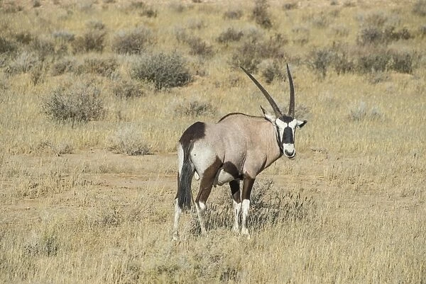 Oryx, Kalahari Transfrontier Park, South Africa, Africa