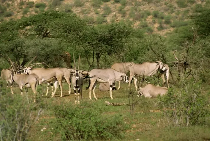 Framed Print : Oryx, Samburu National Reserve Framed Print : Oryx, Samburu National Reserve