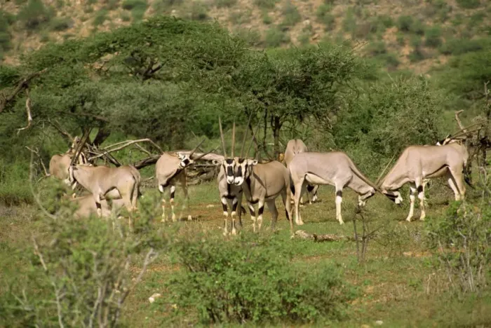 Framed Print : Oryx, Samburu National Reserve Framed Print : Oryx, Samburu National Reserve