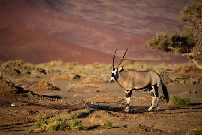 Framed Print : Oryx strolls through the Sossusvlei National Park, Namibia, Africa Framed Print : Oryx strolls through the Sossusvlei National Park, Namibia, Africa