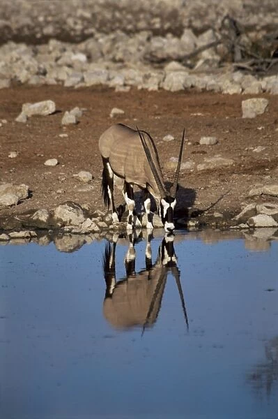 Oryx at waterhole