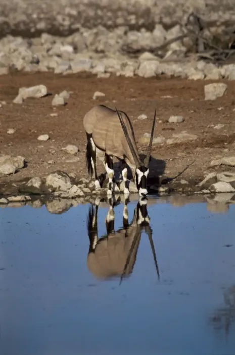 Framed Print : Oryx at waterhole Framed Print : Oryx at waterhole
