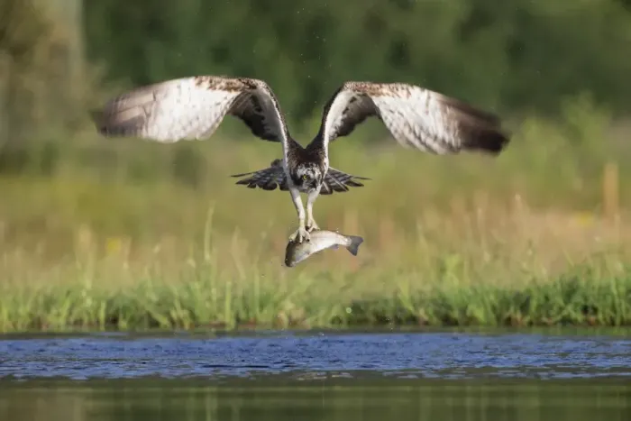 Framed Print : Osprey (Pandion haliaetus) catching trout, Rothiemurchus estate, Cairngorms, Scotland, United Kingdom, Europe