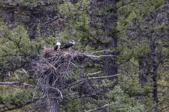 Framed Print : Osprey (Pandion haliaetus) fledglings on nest, Yellowstone National Park, UNESCO World Heritage Site, Wyoming, United States of America, North America Framed Print : Osprey (Pandion haliaetus) fledglings on nest, Yellowstone National Park, UNESCO World Heritage Site, Wyoming, United States of America, North America