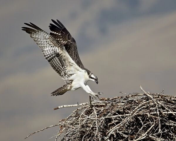 Osprey (Pandion haliaetus) landing on its nest, Lemhi County, Idaho, United States of America