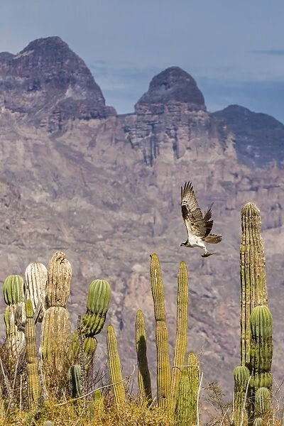 Osprey (Pandion haliaetus) taking flight with fish near Honeymoon Bay, Isla Danzante, Baja California Sur, Mexico, North America
