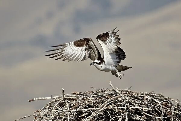 Osprey (Pandion haliaetus) taking off from its nest, Lemhi County, Idaho, United States of America, North America