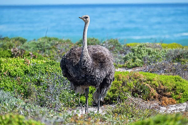 Ostrich in the Cape of Good Hope Nature Reserve, Cape Town, Cape Peninsula, South Africa, Africa