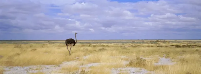 Framed Print : Ostrich, Etosha National Park Framed Print : Ostrich, Etosha National Park