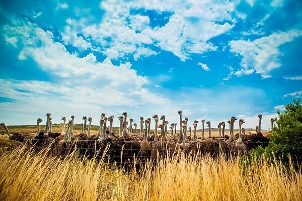 Ostrich Farm on the Garden Route, Knysna, South Africa, Africa