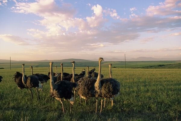 Ostrich farms