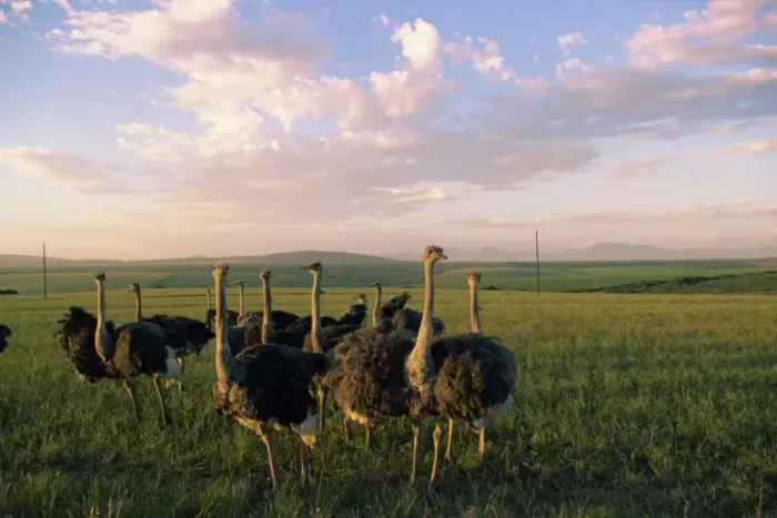 Framed Print : Ostrich farms Framed Print : Ostrich farms