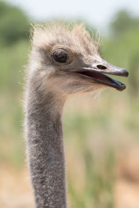 Framed Print : Ostrich in Ostrich Safari Park, Oudsthoorn, South Africa, Africa Framed Print : Ostrich in Ostrich Safari Park, Oudsthoorn, South Africa, Africa