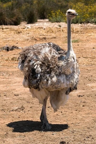 Ostrich in Ostrich Safari Park, Oudsthoorn, South Africa, Africa