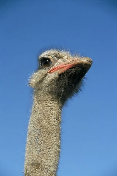 Ostrich (Struthio camelus), captive in ostrich breeding farm, Cumbria, England