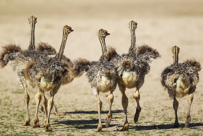 Framed Print : Ostrich (Struthio camelus), five chicks, Kalahari Desert, Kgalagadi Transfrontier Park, South Africa Framed Print : Ostrich (Struthio camelus), five chicks, Kalahari Desert, Kgalagadi Transfrontier Park, South Africa
