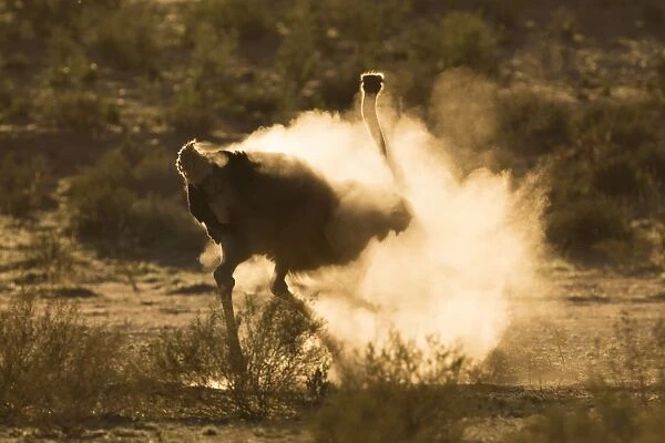 Ostrich (Struthio camelus) dustbathing, Kgalagadi Transfrontier Park, South Africa