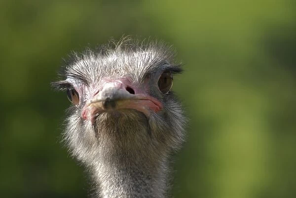 Ostrich (Struthio camelus), Italy, Europe