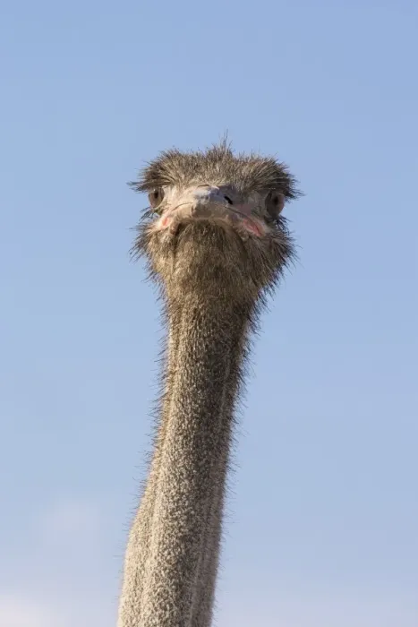 Framed Print : Ostrich (Struthio camelus), Kgalagadi Transfrontier Park, South Africa, Africa Framed Print : Ostrich (Struthio camelus), Kgalagadi Transfrontier Park, South Africa, Africa