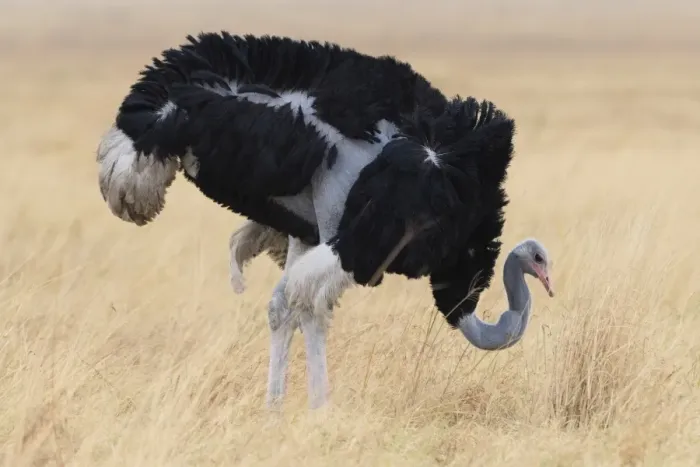 Framed Print : Ostrich (Struthio camelus) male, Savuti, Chobe National Park, Botswana, Africa Framed Print : Ostrich (Struthio camelus) male, Savuti, Chobe National Park, Botswana, Africa