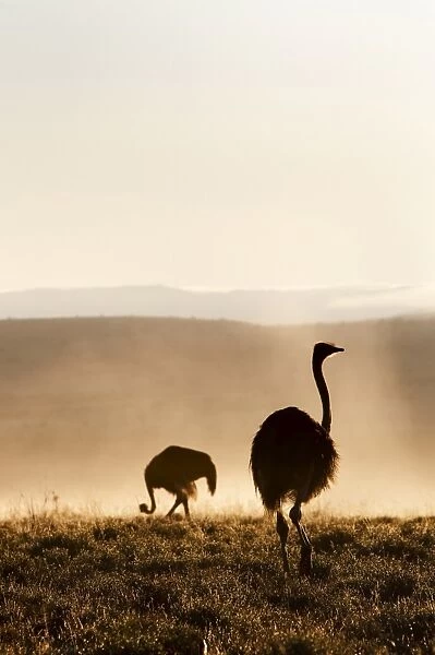 Ostrich (Struthio camelus), in morning mist, Mountain Zebra National Park
