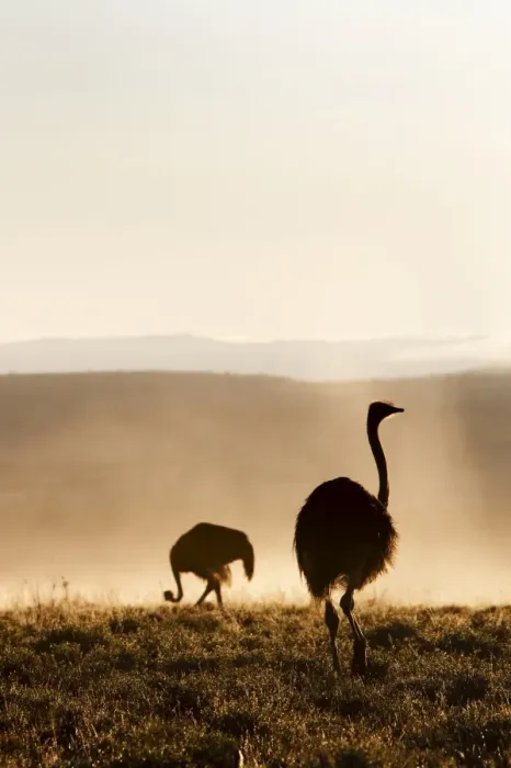 Framed Print : Ostrich (Struthio camelus), in morning mist, Mountain Zebra National Park Framed Print : Ostrich (Struthio camelus), in morning mist, Mountain Zebra National Park