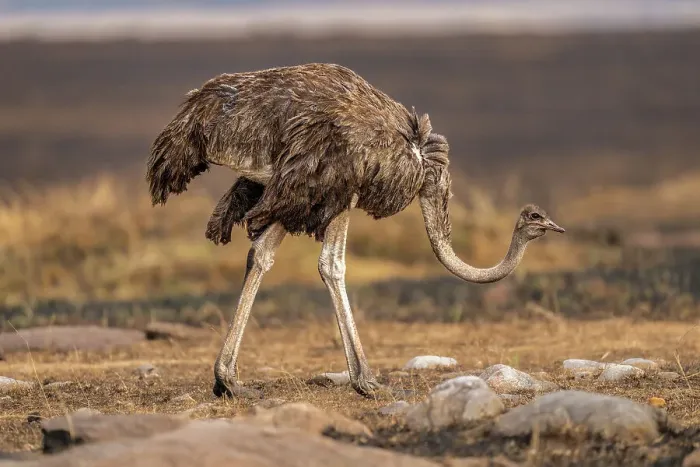 Framed Print : An Ostrich (Struthio), in the Maasai Mara, Kenya, East Africa, Africa Framed Print : An Ostrich (Struthio), in the Maasai Mara, Kenya, East Africa, Africa