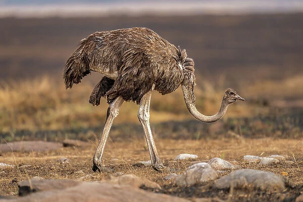 An Ostrich (Struthio), in the Maasai Mara, Kenya, East Africa, Africa