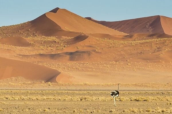 Ostrich wandering in front of a giant sand dune, Sossusvlei, Namib-Naukluft National Park