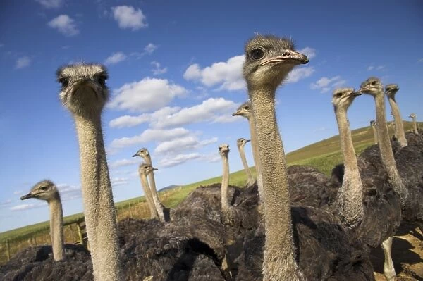 Ostriches, Struthio camelus