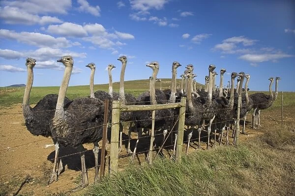 Ostriches, Struthio camelus