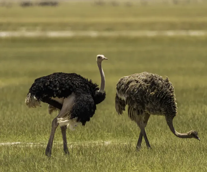 Framed Print : Two Ostriches (Struthio Camelus), in Amboseli National Park, Kenya, East Africa, Africa Framed Print : Two Ostriches (Struthio Camelus), in Amboseli National Park, Kenya, East Africa, Africa
