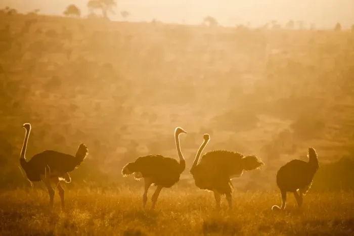 Framed Print : Ostriches (Struthio camelus) at sunset, Kenya, East Africa, Africa Framed Print : Ostriches (Struthio camelus) at sunset, Kenya, East Africa, Africa