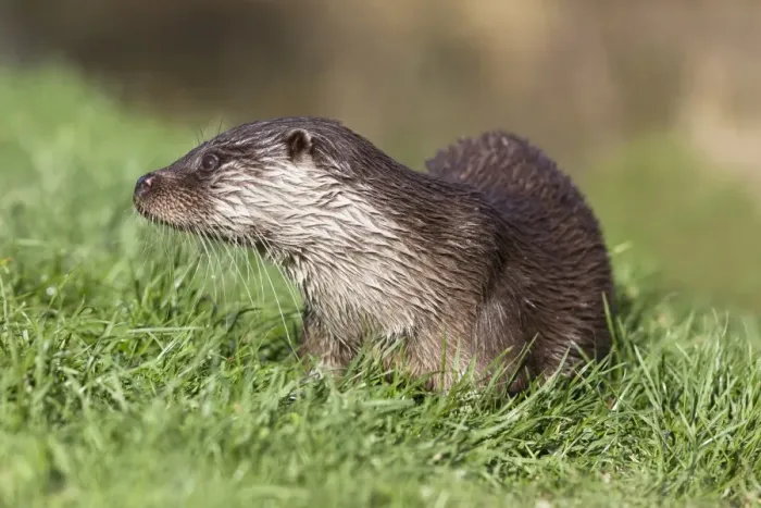 Framed Print : Otter (Lutra lutra) in captivity, United Kingdom, Europe Framed Print : Otter (Lutra lutra) in captivity, United Kingdom, Europe