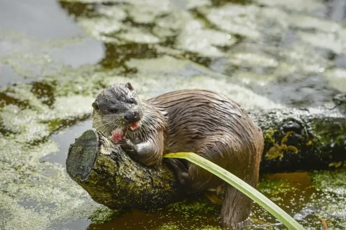 Framed Print : Otter (Lutra lutra), Devon, England, United Kingdom, Europe